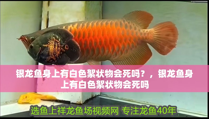 銀龍魚身上有白色絮狀物會死嗎?,銀龍魚身上有白色絮狀物會死嗎