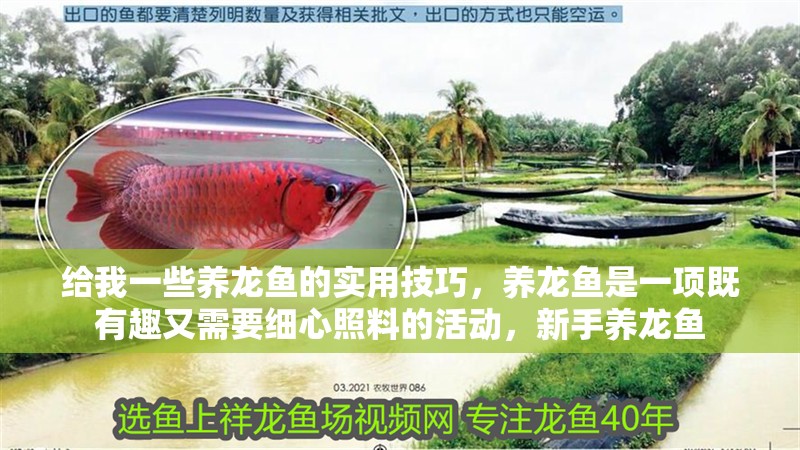 給我一些養龍魚的實用技巧，養龍魚是一項既有趣又需要細心照料的活動，新手養龍魚