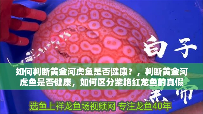 如何判斷黃金河虎魚是否健康?,判斷黃金河虎魚是否健康,如何區分紫艷紅龍魚的真假