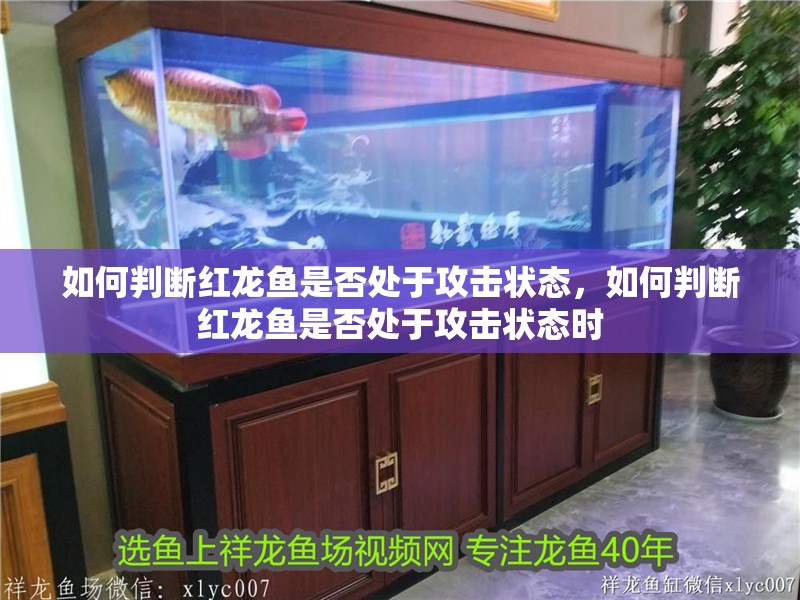 如何判斷紅龍魚是否處于攻擊狀態,如何判斷紅龍魚是否處于攻擊狀態時
