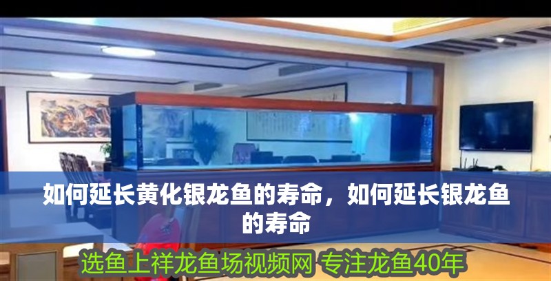 如何延長黃化銀龍魚的壽命,如何延長銀龍魚的壽命