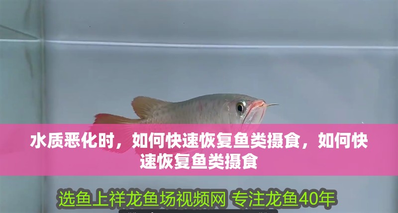 水質惡化時，如何快速恢復魚類攝食，如何快速恢復魚類攝食
