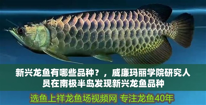 新興龍魚有哪些品種？，威廉瑪麗學院研究人員在南極半島發現新興龍魚品種