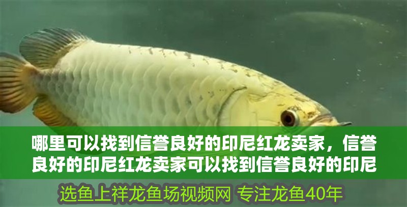 哪里可以找到信譽良好的印尼紅龍賣家，信譽良好的印尼紅龍賣家可以找到信譽良好的印尼紅龍賣家