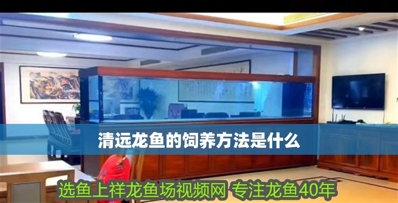 清遠龍魚的飼養方法是什么