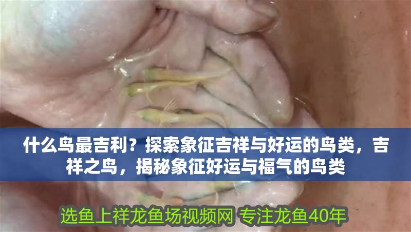 什么鳥最吉利？探索象征吉祥與好運的鳥類，吉祥之鳥，揭秘象征好運與福氣的鳥類 什么鳥最吉利？探索象征吉祥與好運的鳥類，吉祥之鳥，揭秘象征好運與福氣的鳥類 龍魚百科 第1張