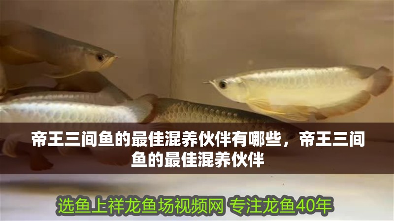 帝王三間魚的最佳混養伙伴有哪些，帝王三間魚的最佳混養伙伴