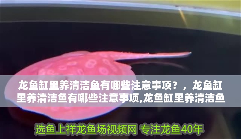 龍魚缸里養清潔魚有哪些注意事項？，龍魚缸里養清潔魚有哪些注意事項,龍魚缸里養清潔魚的注意事項