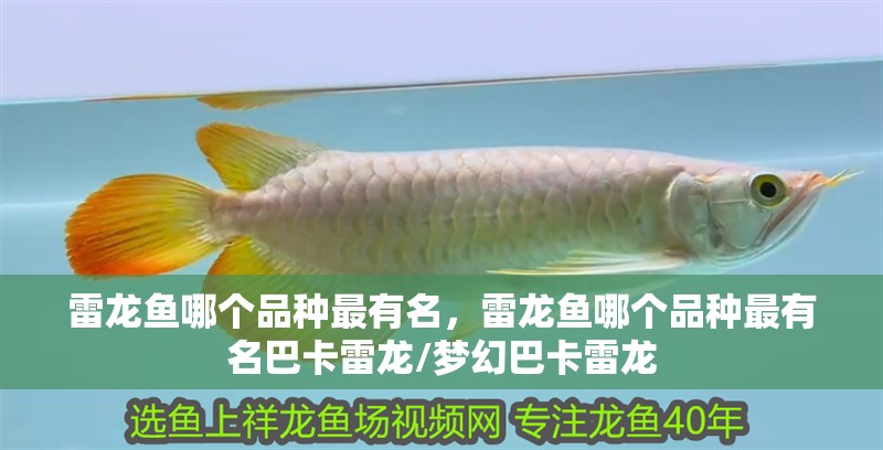 雷龍魚哪個品種最有名,雷龍魚哪個品種最有名巴卡雷龍/夢幻巴卡雷龍