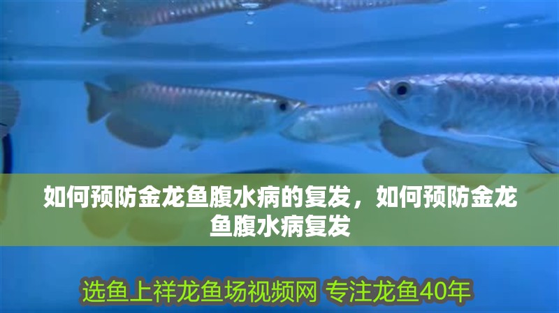 如何預防金龍魚腹水病的復發，如何預防金龍魚腹水病復發