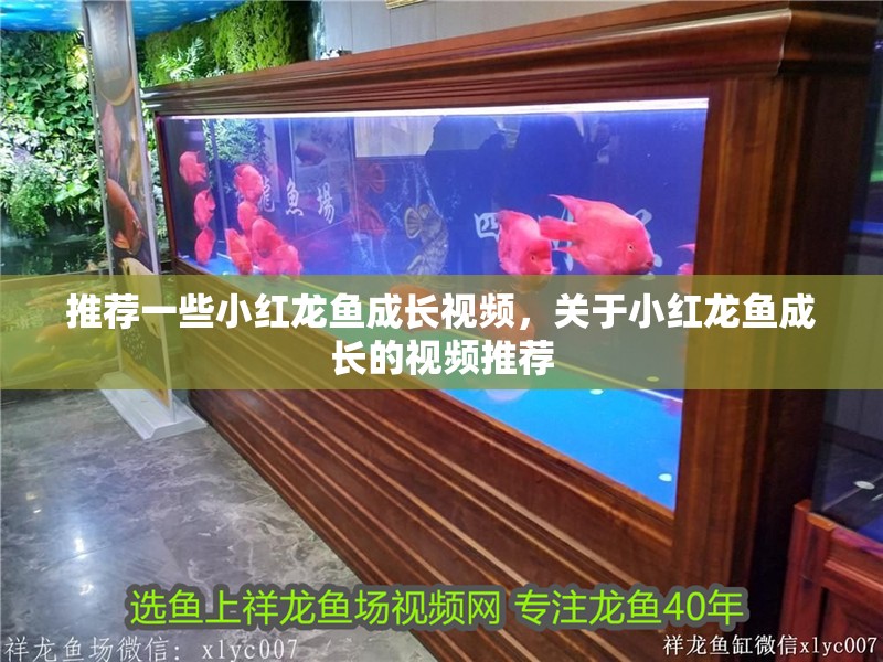 推薦一些小紅龍魚成長視頻，關于小紅龍魚成長的視頻推薦