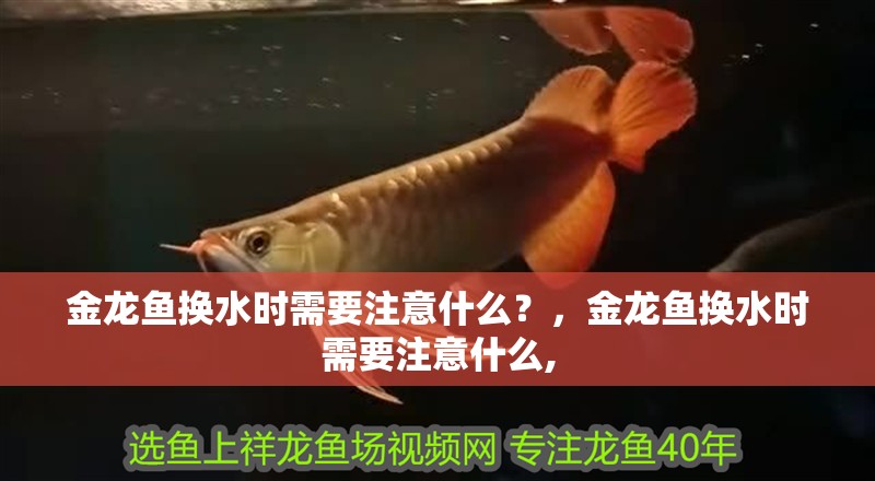 金龍魚換水時需要注意什么？，金龍魚換水時需要注意什么,