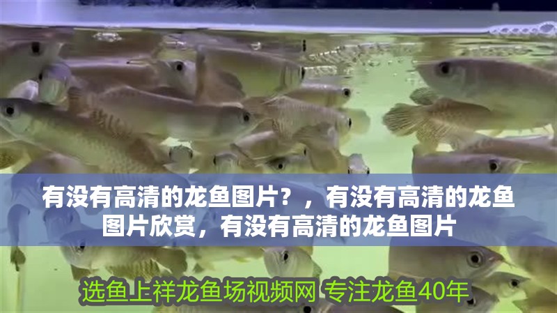 有沒有高清的龍魚圖片？，有沒有高清的龍魚圖片欣賞，有沒有高清的龍魚圖片