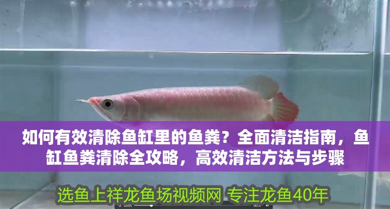 如何有效清除魚缸里的魚糞？全面清潔指南，魚缸魚糞清除全攻略，高效清潔方法與步驟