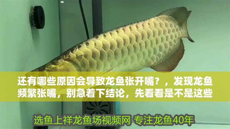 還有哪些原因會導致龍魚張開嘴？，發現龍魚頻繁張嘴，別急著下結論，先看看是不是這些原因在作祟