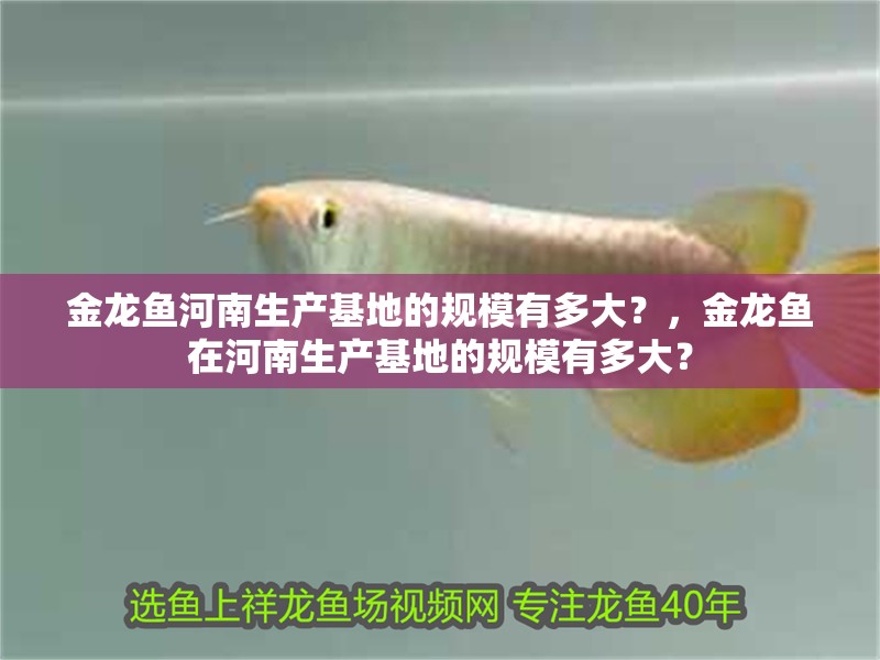 金龍魚河南生產(chǎn)基地的規(guī)模有多大？，金龍魚在河南生產(chǎn)基地的規(guī)模有多大？