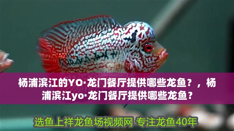 楊浦濱江的YO·龍門餐廳提供哪些龍魚?,楊浦濱江yo·龍門餐廳提供哪些龍魚?