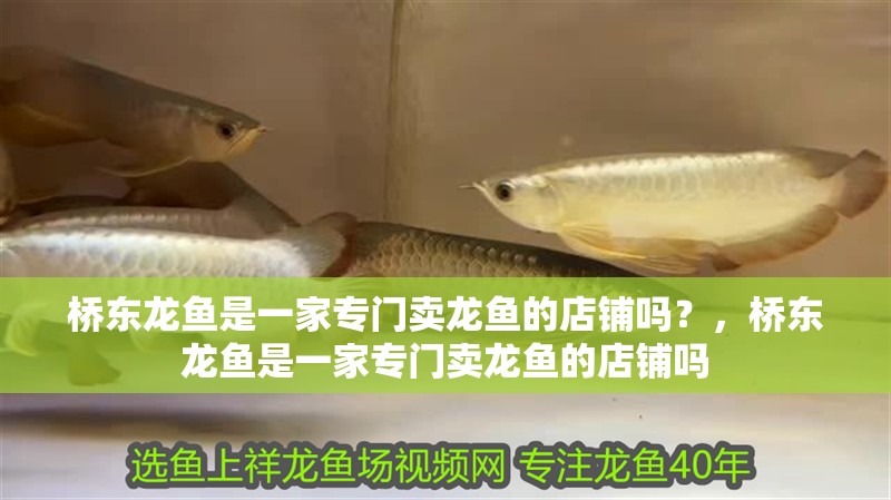 橋東龍魚是一家專門賣龍魚的店鋪嗎？，橋東龍魚是一家專門賣龍魚的店鋪嗎