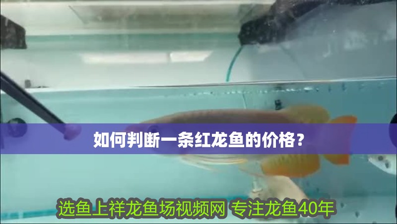 如何判斷一條紅龍魚的價格?