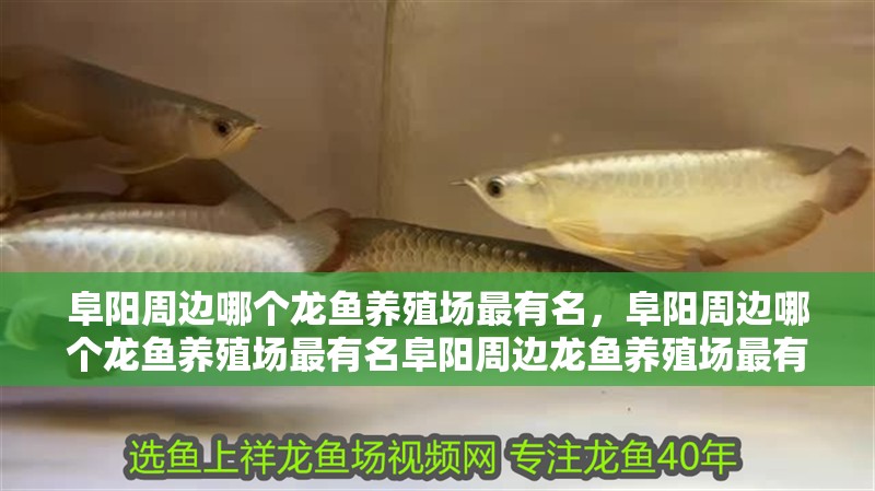 阜陽(yáng)周邊哪個(gè)龍魚(yú)養(yǎng)殖場(chǎng)最有名，阜陽(yáng)周邊哪個(gè)龍魚(yú)養(yǎng)殖場(chǎng)最有名阜陽(yáng)周邊龍魚(yú)養(yǎng)殖場(chǎng)最有名