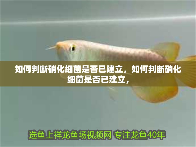 如何判斷硝化細(xì)菌是否已建立，如何判斷硝化細(xì)菌是否已建立，