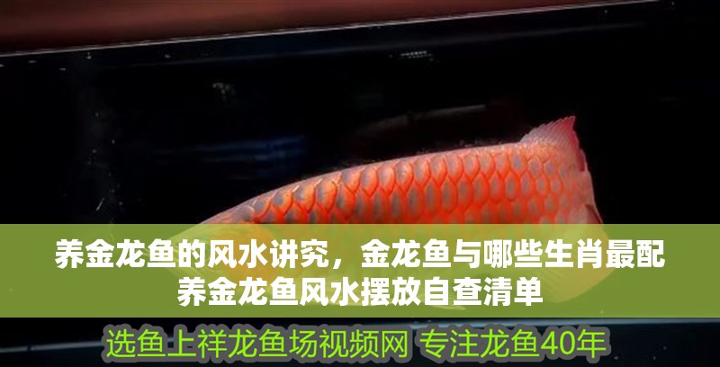 養(yǎng)金龍魚的風(fēng)水講究，金龍魚與哪些生肖最配養(yǎng)金龍魚風(fēng)水?dāng)[放自查清單