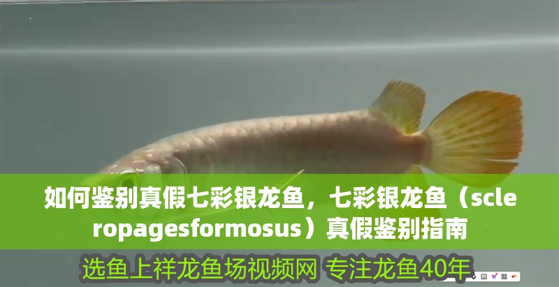 如何鑒別真假七彩銀龍魚,七彩銀龍魚(scleropagesformosus)真假鑒別指南