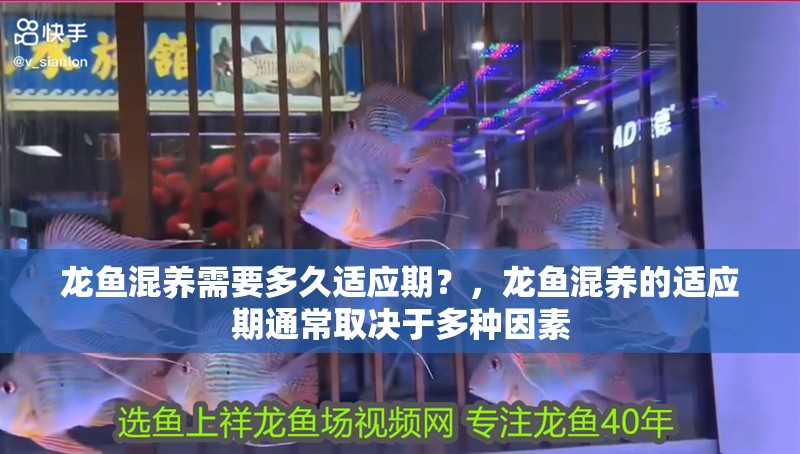 龍魚混養(yǎng)需要多久適應(yīng)期？，龍魚混養(yǎng)的適應(yīng)期通常取決于多種因素