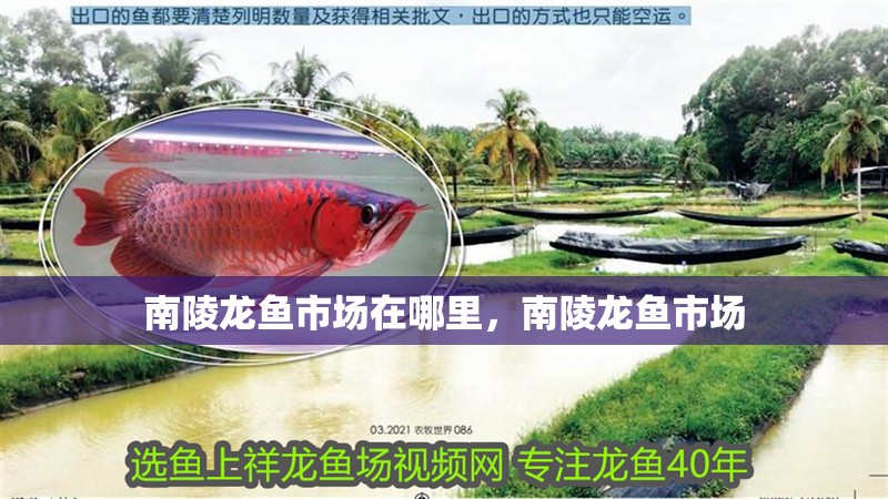 南陵龍魚市場在哪里,南陵龍魚市場