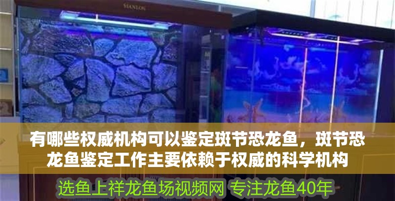 有哪些權威機構可以鑒定斑節恐龍魚，斑節恐龍魚鑒定工作主要依賴于權威的科學機構