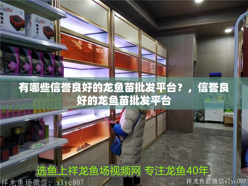 有哪些信譽(yù)良好的龍魚苗批發(fā)平臺?,信譽(yù)良好的龍魚苗批發(fā)平臺