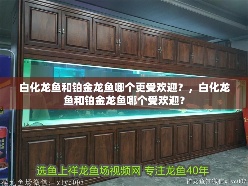 白化龍魚和鉑金龍魚哪個更受歡迎？，白化龍魚和鉑金龍魚哪個受歡迎？