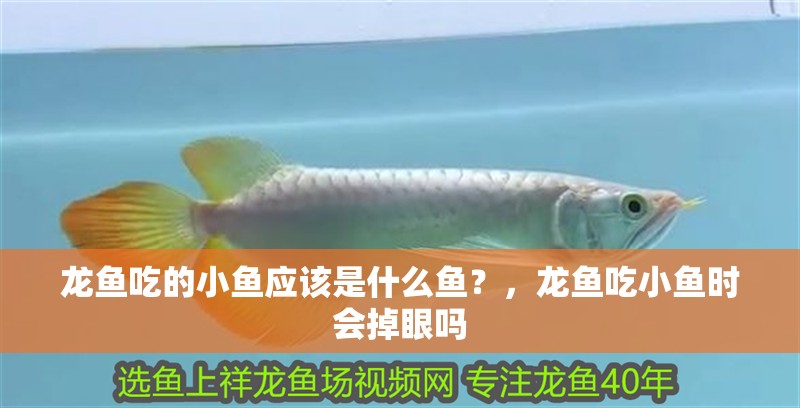龍魚吃的小魚應該是什么魚？，龍魚吃小魚時會掉眼嗎