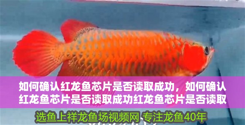 如何確認紅龍魚芯片是否讀取成功，如何確認紅龍魚芯片是否讀取成功紅龍魚芯片是否讀取成功