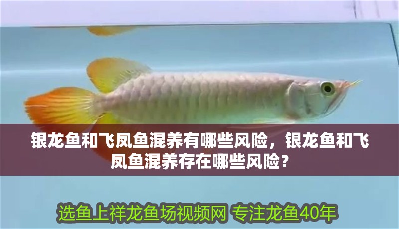 銀龍魚(yú)和飛鳳魚(yú)混養(yǎng)有哪些風(fēng)險(xiǎn)，銀龍魚(yú)和飛鳳魚(yú)混養(yǎng)存在哪些風(fēng)險(xiǎn)？
