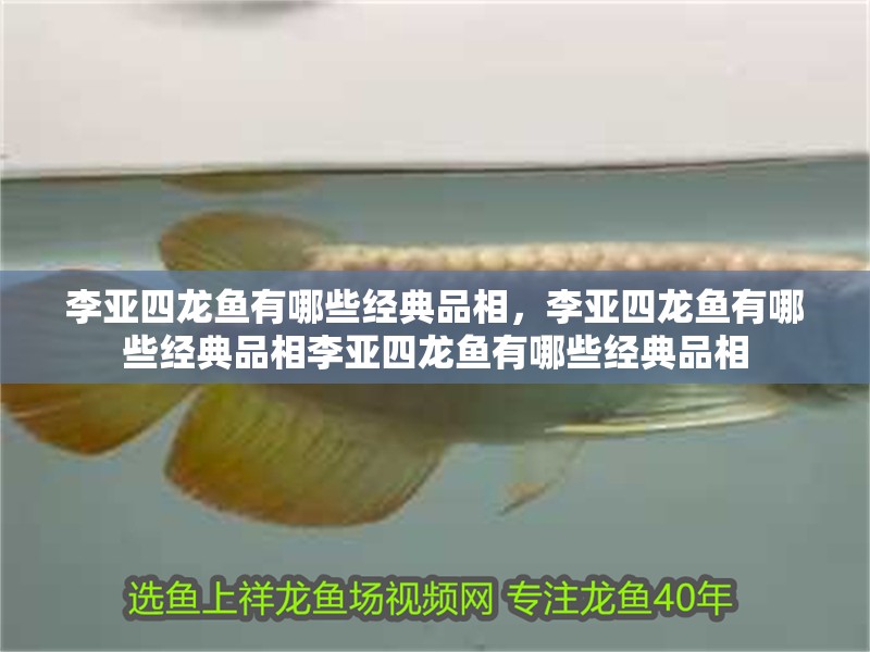 李亞四龍魚(yú)有哪些經(jīng)典品相，李亞四龍魚(yú)有哪些經(jīng)典品相李亞四龍魚(yú)有哪些經(jīng)典品相