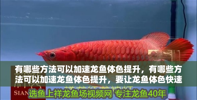 有哪些方法可以加速龍魚體色提升,有哪些方法可以加速龍魚體色提升,要讓龍魚體色快速提升