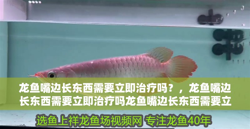 龍魚嘴邊長東西需要立即治療嗎?,龍魚嘴邊長東西需要立即治療嗎龍魚嘴邊長東西需要立即治療嗎