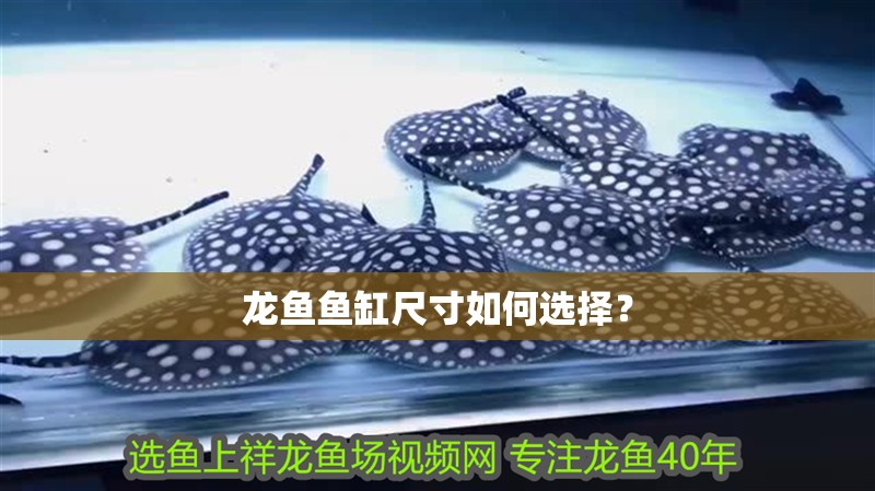 龍魚魚缸尺寸如何選擇？