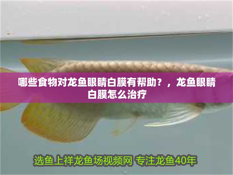 哪些食物對龍魚眼睛白膜有幫助？，龍魚眼睛白膜怎么治療