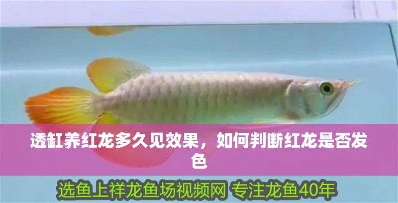 透缸養紅龍多久見效果，如何判斷紅龍是否發色