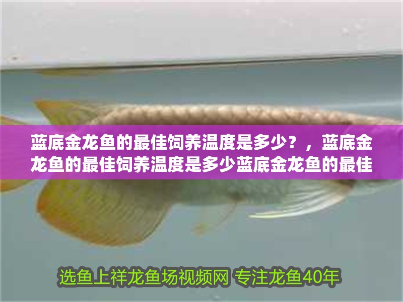 藍(lán)底金龍魚(yú)的最佳飼養(yǎng)溫度是多少？，藍(lán)底金龍魚(yú)的最佳飼養(yǎng)溫度是多少藍(lán)底金龍魚(yú)的最佳ph值是多少