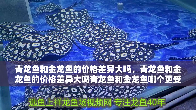 青龍魚和金龍魚的價格差異大嗎，青龍魚和金龍魚的價格差異大嗎青龍魚和金龍魚哪個更受歡迎