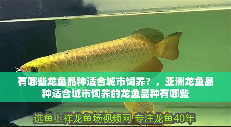有哪些龍魚品種適合城市飼養？，亞洲龍魚品種適合城市飼養的龍魚品種有哪些