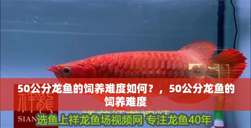50公分龍魚的飼養難度如何？，50公分龍魚的飼養難度