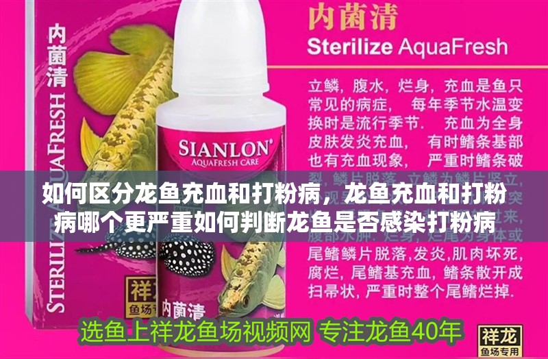 如何區分龍魚充血和打粉病，龍魚充血和打粉病哪個更嚴重如何判斷龍魚是否感染打粉病