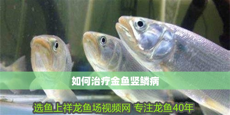 如何治療金魚豎鱗病