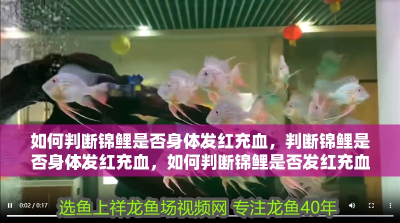 如何判斷錦鯉是否身體發紅充血，判斷錦鯉是否身體發紅充血，如何判斷錦鯉是否發紅充血