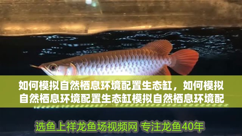 如何模擬自然棲息環(huán)境配置生態(tài)缸，如何模擬自然棲息環(huán)境配置生態(tài)缸模擬自然棲息環(huán)境配置