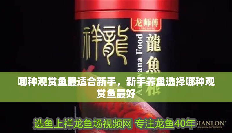 哪種觀賞魚最適合新手，新手養(yǎng)魚選擇哪種觀賞魚最好